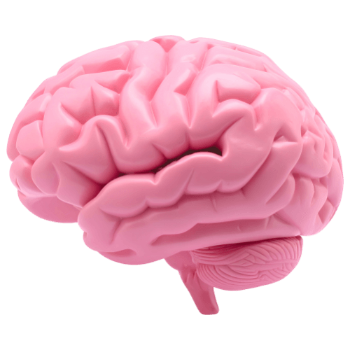 3d brain-Wiser Community